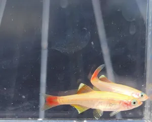 24K White Cloud Mountain Minnow- Tanichthys albonubes- 5 Pack