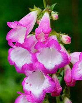 Penstemon Pensham Laura
